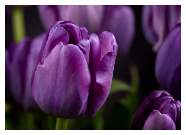 Staklena slika cvjetova tulipana (70x50 cm)