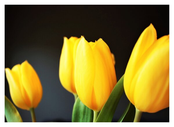 Staklena slika tulipana (70x50 cm)