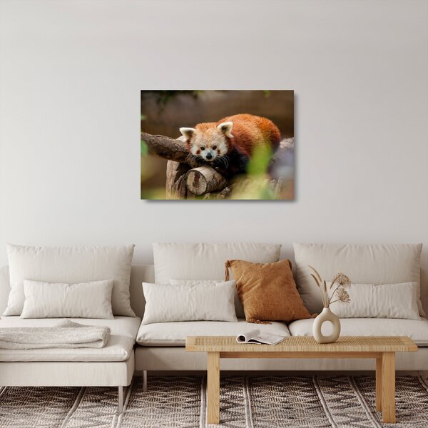 Staklena slika crvene pande (70x50 cm)