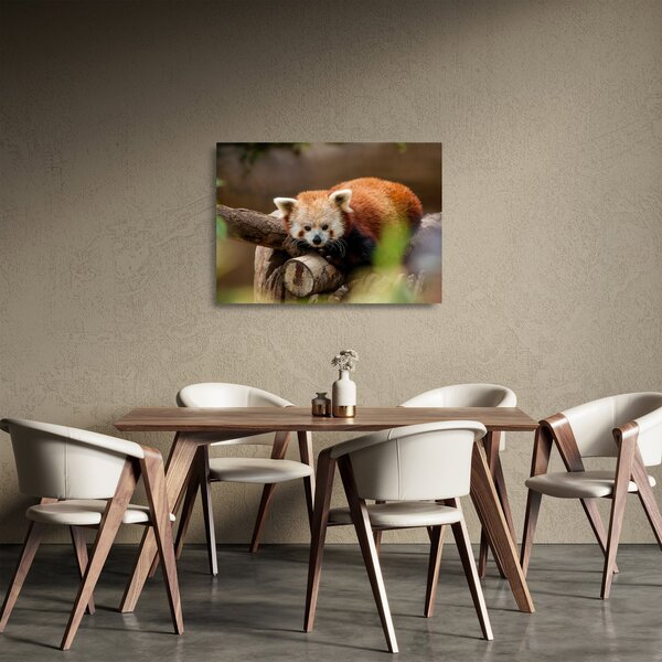 Staklena slika crvene pande (70x50 cm)