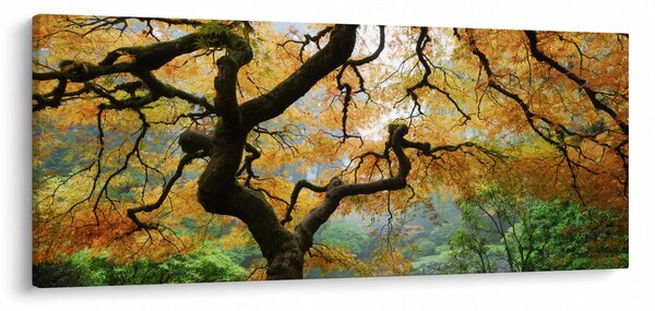 Slika rumenega japonskega javorja, Portland, Oregon (120x50 cm)