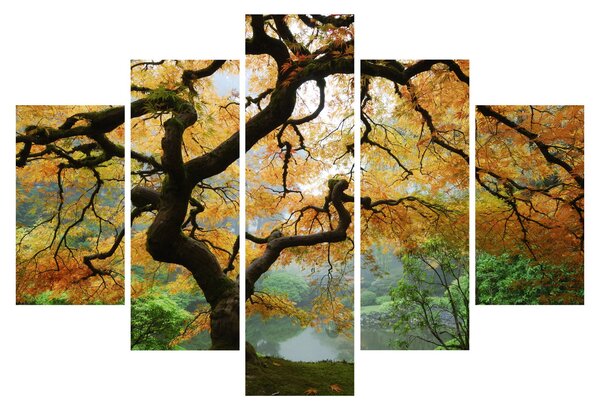 Slika rumenega japonskega javorja, Portland, Oregon (150x105 cm)