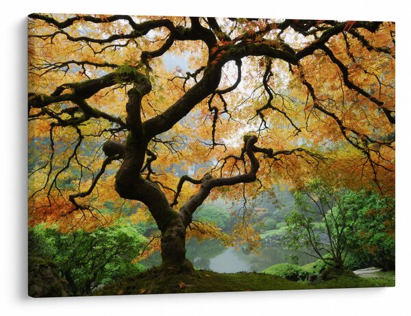 Slika rumenega japonskega javorja, Portland, Oregon (70x50 cm)