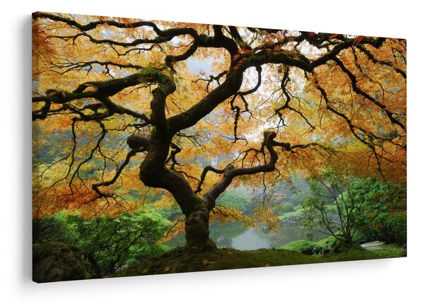 Slika rumenega japonskega javorja, Portland, Oregon (90x60 cm)