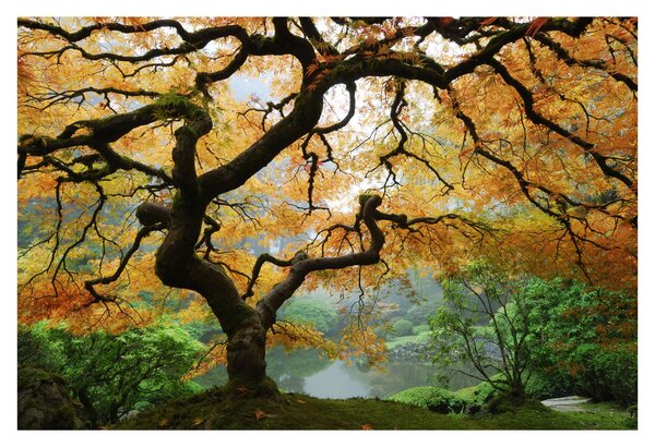 Slika rumenega japonskega javorja, Portland, Oregon (90x60 cm)