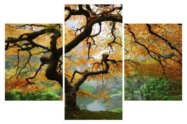 Slika rumenega japonskega javorja, Portland, Oregon (90x60 cm)