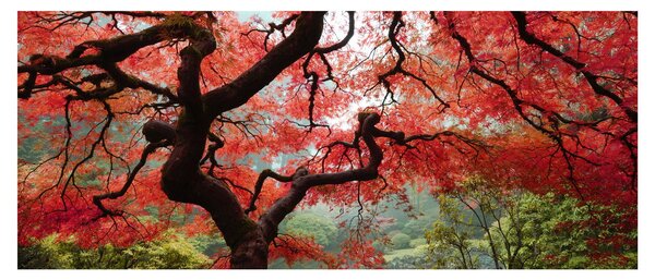 Slika rdečega japonskega javorja, Portland, Oregon (120x50 cm)
