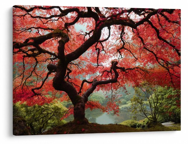Slika rdečega japonskega javorja, Portland, Oregon (70x50 cm)
