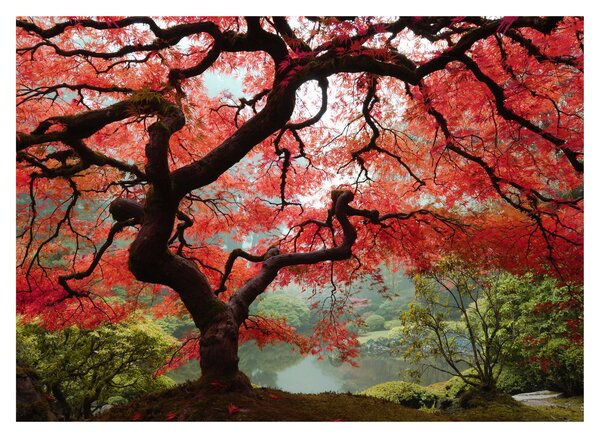 Slika rdečega japonskega javorja, Portland, Oregon (70x50 cm)