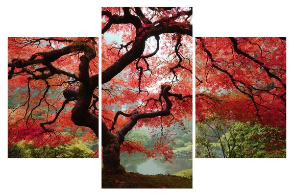 Slika rdečega japonskega javorja, Portland, Oregon (90x60 cm)