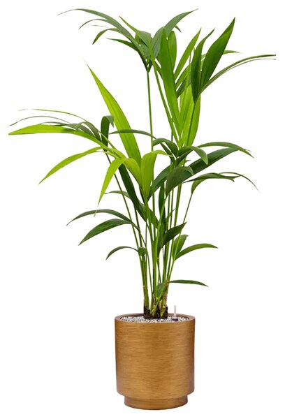 Posuda za cvijeće Lux zlatne boje D23H25 - Zlatna - 0 - 30cm - do 30cm