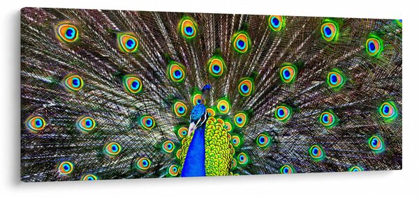 Slika - Paun (120x50 cm)