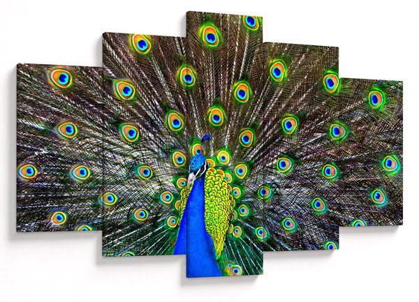Slika - Paun (150x105 cm)