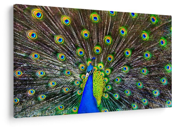 Slika - Paun (90x60 cm)