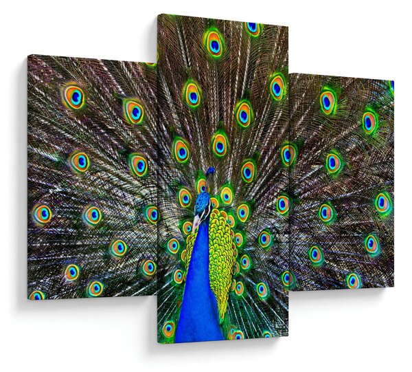 Slika - Paun (90x60 cm)