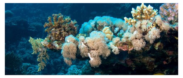 Slika - U oceanu (120x50 cm)