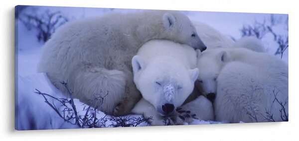 Slika - Polarni medvjedi (120x50 cm)