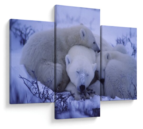 Slika - Polarni medvjedi (90x60 cm)