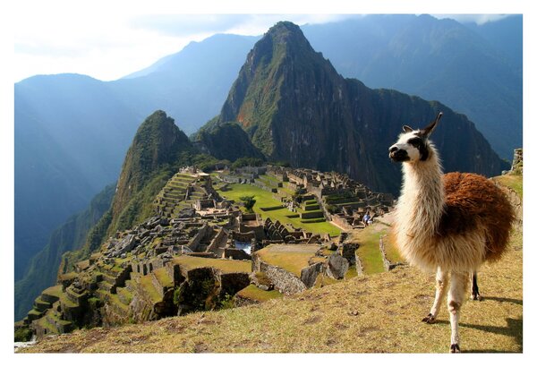 Slika - Lama i Machu Picchu (90x60 cm)