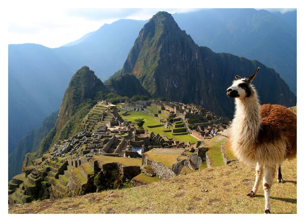 Slika - Lama i Machu Picchu (70x50 cm)