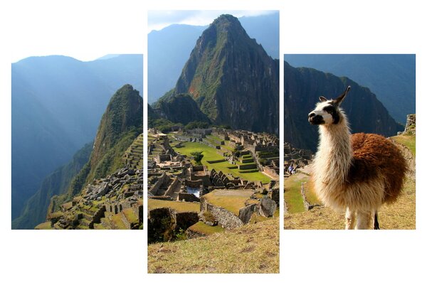 Slika - Lama i Machu Picchu (90x60 cm)