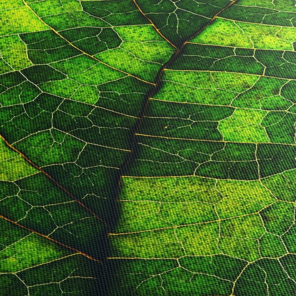Slika - Detalj lista (90x60 cm)