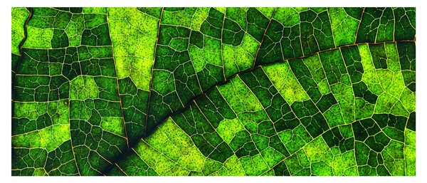 Slika - Detalj lista (120x50 cm)
