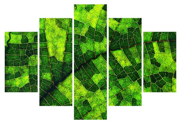 Slika - Detalj lista (150x105 cm)