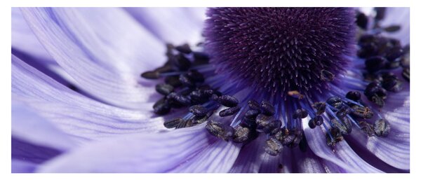 Slika - Ljubičasti cvijet (120x50 cm)