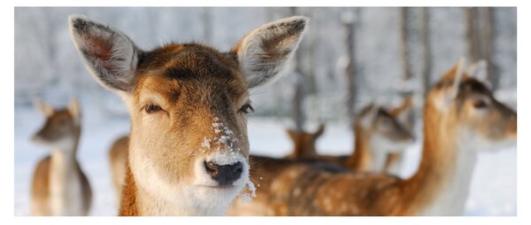 Slika -Bambi (120x50 cm)
