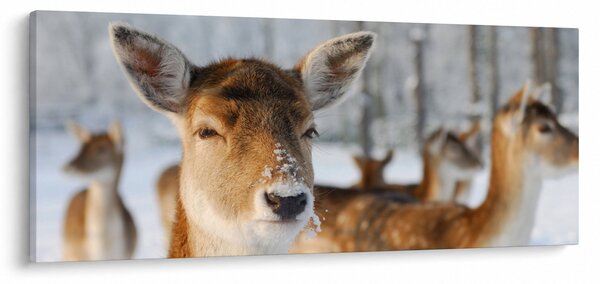 Slika -Bambi (120x50 cm)