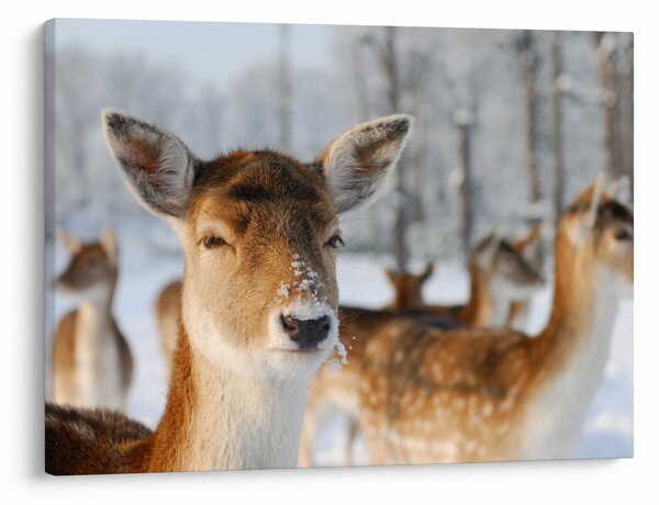 Slika -Bambi (70x50 cm)
