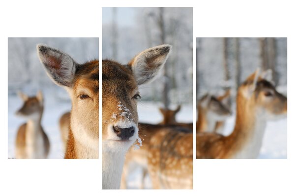 Slika -Bambi (90x60 cm)