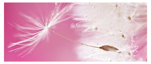 Slika - Makro cvijet (120x50 cm)