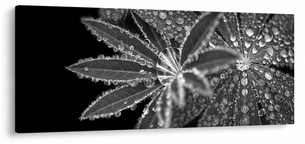 Slika - Lišće s kapljicama (120x50 cm)