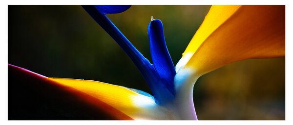 Slika - Egzotični cvijet (120x50 cm)