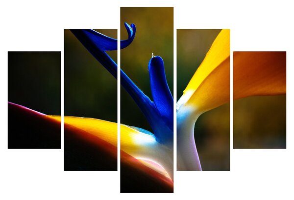 Slika - Egzotični cvijet (150x105 cm)