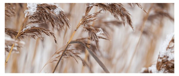 Slika - Lipnice (120x50 cm)