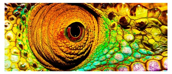 Slika - Kameleon (120x50 cm)
