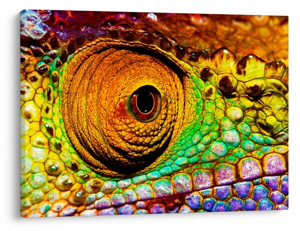 Slika - Kameleon (70x50 cm)
