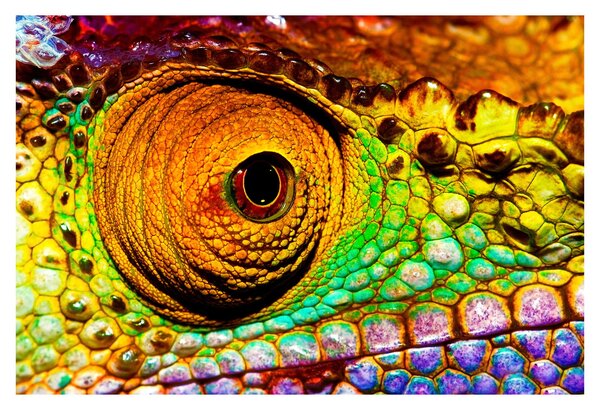 Slika - Kameleon (90x60 cm)