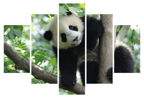 Slika - Panda na drvetu (150x105 cm)