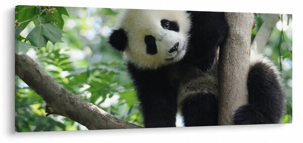 Slika - Panda na drvetu (120x50 cm)