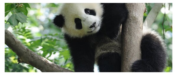 Slika - Panda na drvetu (120x50 cm)