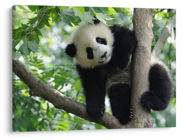 Slika - Panda na drvetu (70x50 cm)