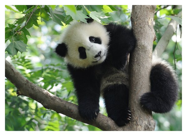 Slika - Panda na drvetu (70x50 cm)