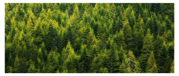 Slika - Gusta šuma (120x50 cm)