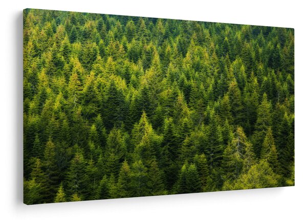 Slika - Gusta šuma (90x60 cm)