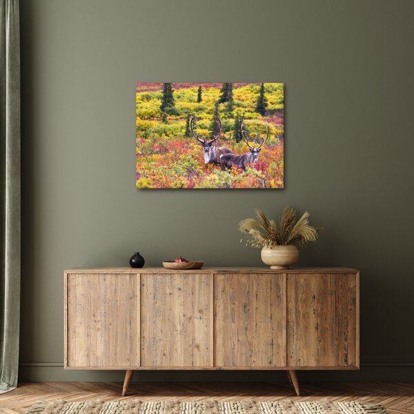 Slika - Karibu na Aljasci (70x50 cm)