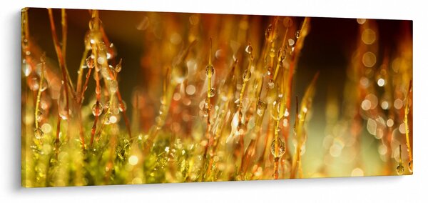 Slika - Detalj rose (120x50 cm)